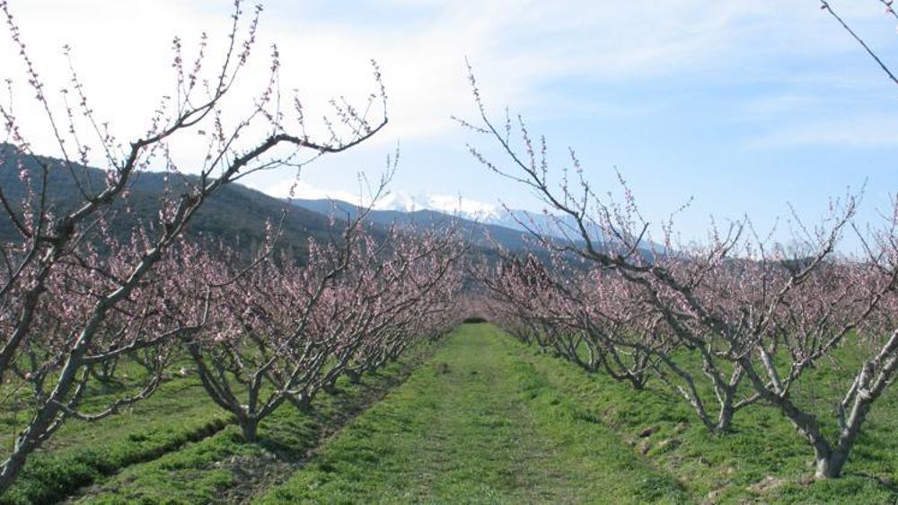 Verger de pêches en bio à Saint-Michel-de-Llotes, dans les Pyrénées-Orientales. © Frédérique Ehrhard